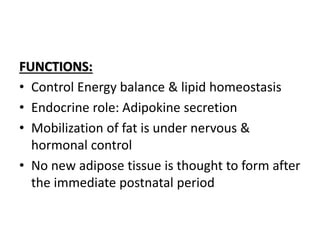 FUNCTIONS:
• Control Energy balance & lipid homeostasis
• Endocrine role: Adipokine secretion
• Mobilization of fat is under nervous &
hormonal control
• No new adipose tissue is thought to form after
the immediate postnatal period
 