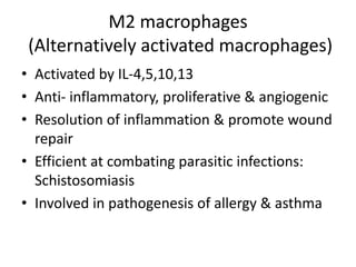 M2 macrophages
(Alternatively activated macrophages)
• Activated by IL-4,5,10,13
• Anti- inflammatory, proliferative & angiogenic
• Resolution of inflammation & promote wound
repair
• Efficient at combating parasitic infections:
Schistosomiasis
• Involved in pathogenesis of allergy & asthma
 