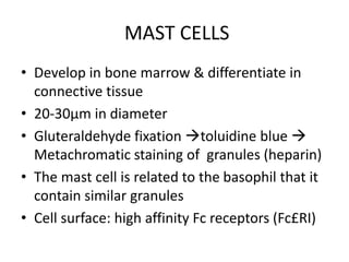 MAST CELLS
• Develop in bone marrow & differentiate in
connective tissue
• 20-30µm in diameter
• Gluteraldehyde fixation toluidine blue 
Metachromatic staining of granules (heparin)
• The mast cell is related to the basophil that it
contain similar granules
• Cell surface: high affinity Fc receptors (Fc£RI)
 