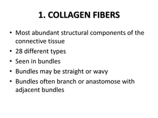 1. COLLAGEN FIBERS
• Most abundant structural components of the
connective tissue
• 28 different types
• Seen in bundles
• Bundles may be straight or wavy
• Bundles often branch or anastomose with
adjacent bundles
 