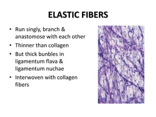ELASTIC FIBERS
• Run singly, branch &
anastomose with each other
• Thinner than collagen
• But thick bunbles in
ligamentum flava &
ligamentum nuchae
• Interwoven with collagen
fibers
 
