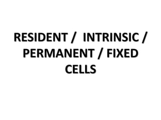 RESIDENT / INTRINSIC /
PERMANENT / FIXED
CELLS
 