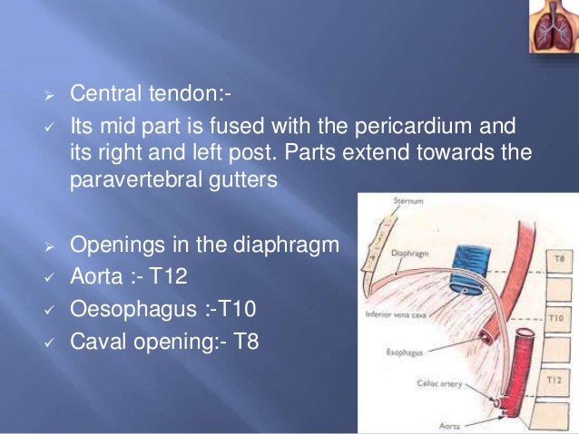 Nb The Structures Psoas Major Muscle Lies In Paravertebral Gutter Between The Bodies And Transverse Processes Of The Lumb Vertebrae Anatomy Lumbar Puncture