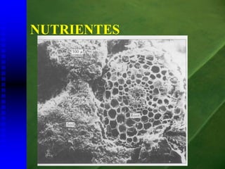 NUTRIENTES
 