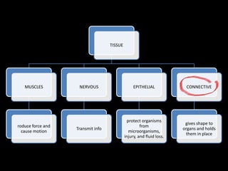 TISSUE
MUSCLES
roduce force and
cause motion
NERVOUS
Transmit info
EPITHELIAL
protect organisms
from
microorganisms,
injury, and fluid loss.
CONNECTIVE
gives shape to
organs and holds
them in place
 