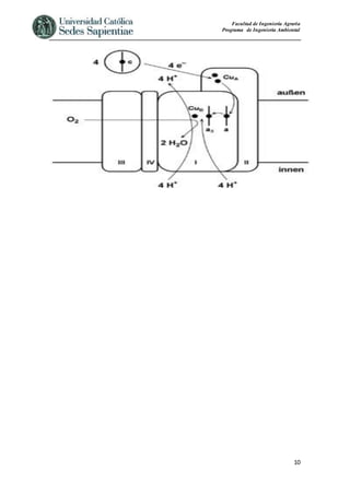 Facultad de Ingeniería Agraria
Programa de Ingeniería Ambiental
10
 