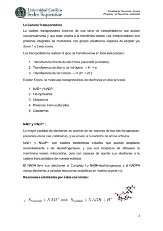 Facultad de Ingeniería Agraria
Programa de Ingeniería Ambiental
3
La Cadena Transportadora
La cadena transportadora consiste de una serie de transportadores que actúan
secuencialmente y que están unidos a la membrana interna. Los transportadores son
proteínas integrales de membrana con grupos prostéticos capaces de aceptar y/o
donar 1 o 2 electrones.
Los transportadores realizan 3 tipos de transferencias en todo éste proceso:
1. Transferencia directa de electrones (asociada a metales)
2. Transferencia de átomo de hidrógeno → H+
+ e-
3. Transferencia de ión hidruro → H-
(H+
+ 2e-
)
Existen 5 tipos de moléculas transportadoras de electrones en éste proceso:
1. NAD+ y NADP+
2. Flavoproteínas
3. Ubiquinona
4. Proteínas Ferro-sulfuradas
5. Citocromos
NAD+
y NADP+
:
La mayor cantidad de electrones es provisto de las enzimas de tipo deshidrogenasas,
presentes en las vías catabólicas, y los envían a nucleótidos de amina o flavina.
NAD+ y NADP+ son carriers electrónicos solubles que pueden acoplarse
reversiblemente a las deshidrogenasas, y que son incapaces de atravesar la
membrana interna mitocondrial, pero son capaces de aportar sus electrones a la
cadena transportadora de manera indirecta.
El NADH lleva sus electrones al Complejo I o NADH-deshidrogenasa, y el NADPH
otorga electrones a variadas reacciones anabólicas en nuestro organismo.
Reacciones catalizadas por éstas coenzimas:

 