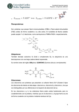 Facultad de Ingeniería Agraria
Programa de Ingeniería Ambiental
4

Flavoproteínas:
Son proteínas que poseen flavin-mononucleotidos (FMN) o Flavin-adenin-dinucleotido
(FAD) unidos de forma covalente a su sitio activo. El nucleótido de flavina oxidado
puede aceptar 1 o 2 electrones, como semiquinona o FMNH2/FADH2 respectivamente.
Ubiquinona:
También llamada coenzima Q (CoQ o simplemente Q), la ubiquinona es una
benzoquinona con una larga cadena lateral isoprenoide.
Su nombre viene del inglés UBIquitous QUINONE (Quinona ubicua u omnipresente)
Citocromos:
Los citocromos son proteínas que presentan un cofactor Hemo (Fe3+
).Existen 3 tipos
de citocromos de interés en ésta etapa: citocromo a, citocromo b y citocromo c, los que
son distinguibles por sus diferencias en el espectro de absorción de luz.
En los citocromos a y b, los cofactores Hemo están unidos fuertemente, pero no
covalentemente con la proteína, mientras que en el citocromo c, el grupo hemo se une
de forma covalente con la proteína mediante residuos de Cys.
 
