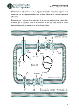 Facultad de Ingeniería Agraria
Programa de Ingeniería Ambiental
5
El Potencial de reducción del Fe3+
, en el grupo Hemo de los citocromos, depende de la
interacción con las cadenas laterales de la proteína, por lo que es diferente para cada
citocromo.
El citocromo a y b son proteína integrales de la membrana interna de la mitocondria,
mientras que el citocromo c de las mitocondras es soluble, y se asocia de forma
electrostática con la parte externa de la membrana interna.
 