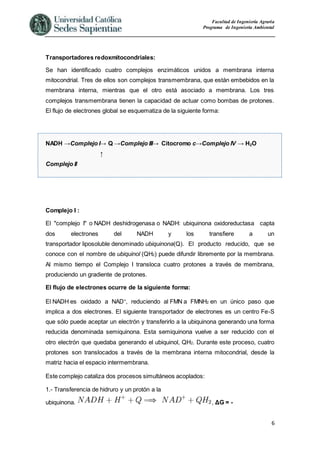 Facultad de Ingeniería Agraria
Programa de Ingeniería Ambiental
6
Transportadores redoxmitocondriales:
Se han identificado cuatro complejos enzimáticos unidos a membrana interna
mitocondrial. Tres de ellos son complejos transmembrana, que están embebidos en la
membrana interna, mientras que el otro está asociado a membrana. Los tres
complejos transmembrana tienen la capacidad de actuar como bombas de protones.
El flujo de electrones global se esquematiza de la siguiente forma:
NADH →Complejo I→ Q →Complejo III→ Citocromo c→Complejo IV → H2O
↑
Complejo II
Complejo I :
El "complejo I" o NADH deshidrogenasa o NADH: ubiquinona oxidoreductasa capta
dos electrones del NADH y los transfiere a un
transportador liposoluble denominado ubiquinona(Q). El producto reducido, que se
conoce con el nombre de ubiquinol (QH2) puede difundir libremente por la membrana.
Al mismo tiempo el Complejo I transloca cuatro protones a través de membrana,
produciendo un gradiente de protones.
El flujo de electrones ocurre de la siguiente forma:
El NADH es oxidado a NAD+
, reduciendo al FMN a FMNH2 en un único paso que
implica a dos electrones. El siguiente transportador de electrones es un centro Fe-S
que sólo puede aceptar un electrón y transferirlo a la ubiquinona generando una forma
reducida denominada semiquinona. Esta semiquinona vuelve a ser reducido con el
otro electrón que quedaba generando el ubiquinol, QH2. Durante este proceso, cuatro
protones son translocados a través de la membrana interna mitocondrial, desde la
matriz hacia el espacio intermembrana.
Este complejo cataliza dos procesos simultáneos acoplados:
1.- Transferencia de hidruro y un protón a la
ubiquinona. , ΔG = -
 
