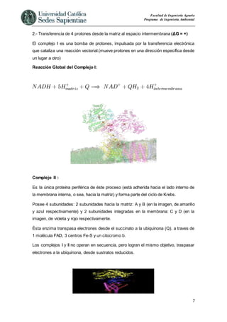 Facultad de Ingeniería Agraria
Programa de Ingeniería Ambiental
7
2.- Transferencia de 4 protones desde la matriz al espacio intermembrana (ΔG = +)
El complejo I es una bomba de protones, impulsada por la transferencia electrónica
que cataliza una reacción vectorial.(mueve protones en una dirección específica desde
un lugar a otro)
Reacción Global del Complejo I:
Complejo II :
Es la única proteína periférica de éste proceso (está adherida hacia el lado interno de
la membrana interna, o sea, hacia la matriz) y forma parte del ciclo de Krebs.
Posee 4 subunidades: 2 subunidades hacia la matriz: A y B (en la imagen, de amarillo
y azul respectivamente) y 2 subunidades integradas en la membrana: C y D (en la
imagen, de violeta y rojo respectivamente.
Ésta enzima transpasa electrones desde el succinato a la ubiquinona (Q), a traves de
1 molécula FAD, 3 centros Fe-S y un citocromo b.
Los complejos I y II no operan en secuencia, pero logran el mismo objetivo, traspasar
electrones a la ubiquinona, desde sustratos reducidos.
 