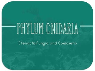 PhylumCnidaria
Ctenactis,Fungia and Coeloseris
 