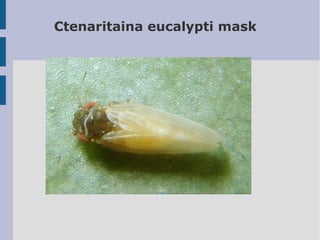 Ctenaritaina eucalypti mask

 