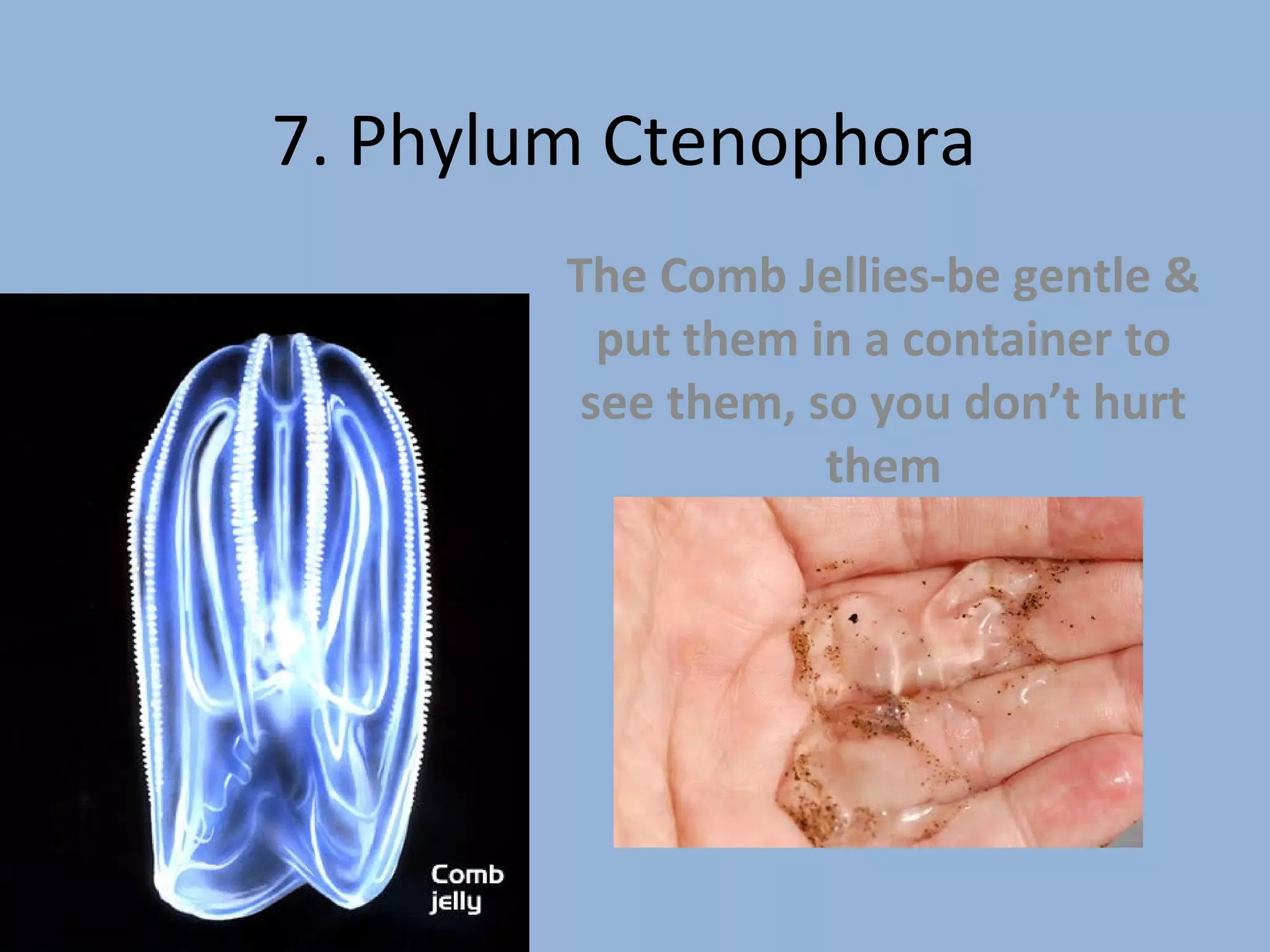 Ctenophora | PPT