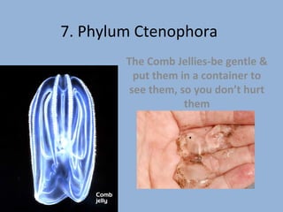 7. Phylum Ctenophora
        The Comb Jellies-be gentle &
          put them in a container to
         see them, so you don’t hurt
                    them
 
