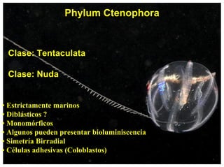 Phylum Ctenophora
Clase: Tentaculata
Clase: Nuda
• Estrictamente marinos
• Diblásticos ?
• Monomórficos
• Algunos pueden presentar bioluminiscencia
• Simetría Birradial
• Células adhesivas (Coloblastos)
 