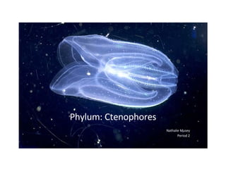 Phylum: Ctenophores Nathalie Musey Period 2 