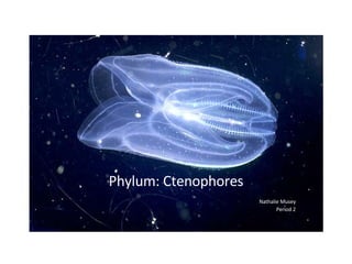 Phylum: Ctenophores Nathalie Musey Period 2 