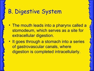 B. Digestive System

• The mouth leads into a pharynx called a
  stomodeum, which serves as a site for
  extracellular digestion.
• It goes through a stomach into a series
  of gastrovascular canals, where
  digestion is completed intracellularly.
 