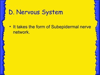 D. Nervous System

• It takes the form of Subepidermal nerve
  network.
 
