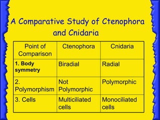 A Comparative Study of Ctenophora
          and Cnidaria
    Point of    Ctenophora       Cnidaria
  Comparison
 1. Body       Biradial        Radial
 symmetry

 2.           Not              Polymorphic
 Polymorphism Polymorphic
 3. Cells      Multiciliated   Monociliated
               cells           cells
 