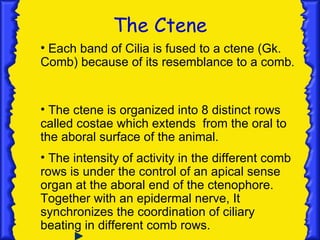 The Ctene
• Each band of Cilia is fused to a ctene (Gk.
Comb) because of its resemblance to a comb.


• The ctene is organized into 8 distinct rows
called costae which extends from the oral to
the aboral surface of the animal.
• The intensity of activity in the different comb
rows is under the control of an apical sense
organ at the aboral end of the ctenophore.
Together with an epidermal nerve, It
synchronizes the coordination of ciliary
beating in different comb rows.
 