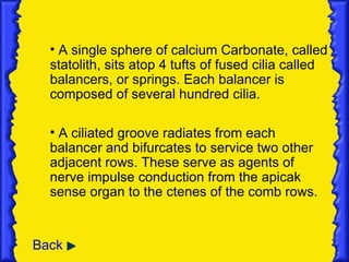 • A single sphere of calcium Carbonate, called
  statolith, sits atop 4 tufts of fused cilia called
  balancers, or springs. Each balancer is
  composed of several hundred cilia.

  • A ciliated groove radiates from each
  balancer and bifurcates to service two other
  adjacent rows. These serve as agents of
  nerve impulse conduction from the apicak
  sense organ to the ctenes of the comb rows.


Back
 