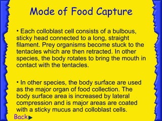Mode of Food Capture
• Each colloblast cell consists of a bulbous,
sticky head connected to a long, straight
filament. Prey organisms become stuck to the
tentacles which are then retracted. In other
species, the body rotates to bring the mouth in
contact with the tentacles.

 • In other species, the body surface are used
 as the major organ of food collection. The
 body surface area is increased by lateral
 compression and is major areas are coated
 with a sticky mucus and colloblast cells.
Back
 