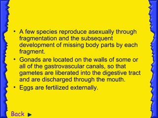 • A few species reproduce asexually through
  fragmentation and the subsequent
  development of missing body parts by each
  fragment.
• Gonads are located on the walls of some or
  all of the gastrovascular canals, so that
  gametes are liberated into the digestive tract
  and are discharged through the mouth.
• Eggs are fertilized externally.



Back
 