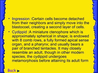 • Ingression :Certain cells become detached
  from their neighbors and simply move into the
  blastocoel, creating a second layer of cells.
• Cydippid :A miniature ctenophore which is
  approximately spherical in shape; is endowed
  with 8 comb rows, a fully formed apical sense
  organ, and a pharynx; and usually bears a
  pair of branched tentacles. It may closely
  resemble an adult, though in other modern
  species, the cydippid undergoes
  metamorphosis before attaining its adult form

Back
 