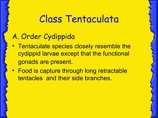 Class Tentaculata
A. Order Cydippida
• Tentaculate species closely resemble the
  cydippid larvae except that the functional
  gonads are present.
• Food is capture through long retractable
  tentacles and their side branches.
 