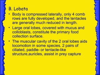 B. Lobata
• Body is compressed laterally, only 4 comb
  rows are fully developed, and the tentacles
  are generally much reduced in length.
• Large oral lobes, covered with mucus and
  colloblasts, constitute the primary food
  collection surface.
• The muscular cavity of the 2 oral lobes aids
  locomotion in some species. 2 pairs of
  ciliated, paddle- or tentacle-like
  structure,auricles, assist in prey capture
 