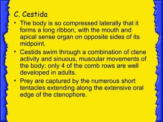 C. Cestida
• The body is so compressed laterally that it
  forms a long ribbon, with the mouth and
  apical sense organ on opposite sides of its
  midpoint.
• Cestids swim through a combination of ctene
  activity and sinuous, muscular movements of
  the body; only 4 of the comb rows are well
  developed in adults.
• Prey are captured by the numerous short
  tentacles extending along the extensive oral
  edge of the ctenophore.
 