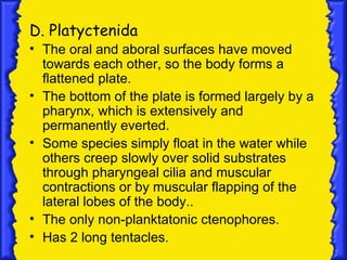 D. Platyctenida
• The oral and aboral surfaces have moved
  towards each other, so the body forms a
  flattened plate.
• The bottom of the plate is formed largely by a
  pharynx, which is extensively and
  permanently everted.
• Some species simply float in the water while
  others creep slowly over solid substrates
  through pharyngeal cilia and muscular
  contractions or by muscular flapping of the
  lateral lobes of the body..
• The only non-planktatonic ctenophores.
• Has 2 long tentacles.
 