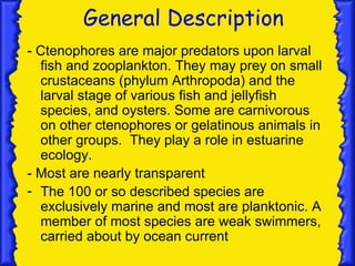 General Description
- Ctenophores are major predators upon larval
  fish and zooplankton. They may prey on small
  crustaceans (phylum Arthropoda) and the
  larval stage of various fish and jellyfish
  species, and oysters. Some are carnivorous
  on other ctenophores or gelatinous animals in
  other groups. They play a role in estuarine
  ecology.
- Most are nearly transparent
- The 100 or so described species are
  exclusively marine and most are planktonic. A
  member of most species are weak swimmers,
  carried about by ocean current
 