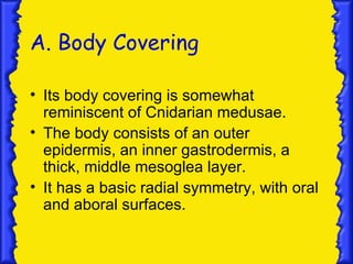 A. Body Covering

• Its body covering is somewhat
  reminiscent of Cnidarian medusae.
• The body consists of an outer
  epidermis, an inner gastrodermis, a
  thick, middle mesoglea layer.
• It has a basic radial symmetry, with oral
  and aboral surfaces.
 