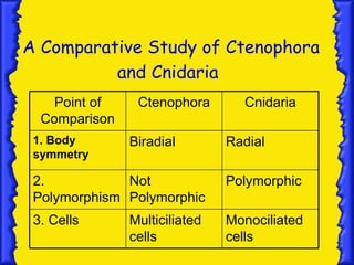 Ctenophores pp