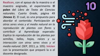 Realicen, con el apoyo de la maestra o el
maestro asignado, el experimento El
polen del Libro de Texto de Ciencias
naturales. Cuarto Grado, página 49
(Anexo 2). El cual, es una propuesta para
abordar el contenido: Participación de
otros seres vivos y el medio natural en la
reproducción de plantas con flores y
contribuir al Aprendizaje esperado:
Explica la reproducción de las plantas por
semillas, tallos, hojas, raíces y su
interacción con otros seres vivos y el
medio natural. (SEP, 2011, p. 105). Inicien
con la presentación que preparó la o el
docente designado.
 