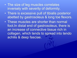• The size of leg muscles correlates
inversely with severity of deformity.
• There is excessive pull of tibialis posterior
abetted by gastrosoleus & long toe flexors.
• These muscles are shorter than normal
foot.In distal end of gastrosoleus, there is
an increase of connective tissue rich in
collagen, which tends to spread into tendo
achilis & deep fasciae.
 