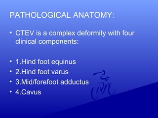 • CTEV is a complex deformity with four
clinical components:
• 1.Hind foot equinus
• 2.Hind foot varus
• 3.Mid/forefoot adductus
• 4.Cavus
PATHOLOGICAL ANATOMY:
 
