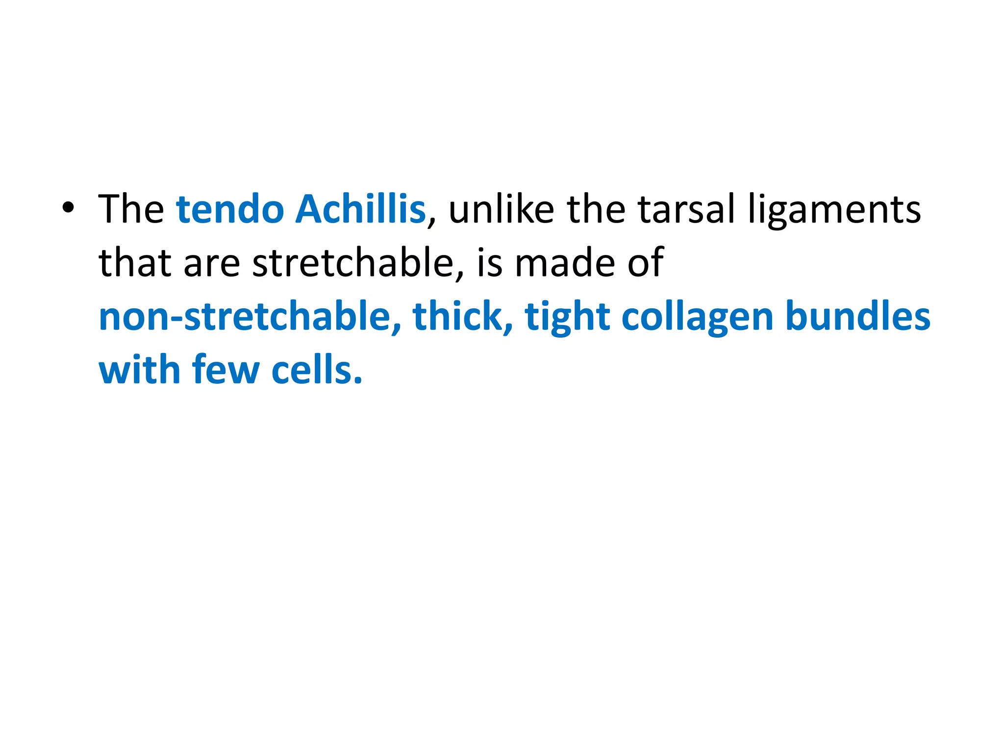 • The tendo Achillis, unlike the tarsal ligaments
that are stretchable, is made of
non-stretchable, thick, tight collagen bundles
with few cells.
 