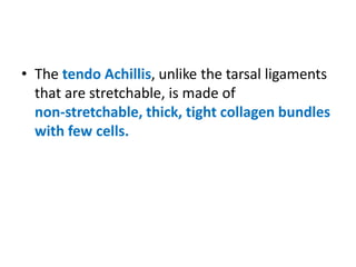 • The tendo Achillis, unlike the tarsal ligaments
that are stretchable, is made of
non-stretchable, thick, tight collagen bundles
with few cells.
 