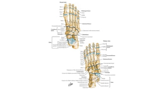 calipes talus equinus varus ppt (1).pptx