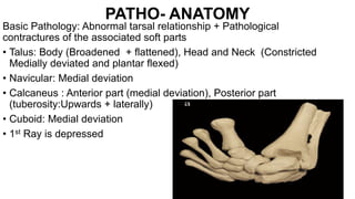 PATHO- ANATOMY
Basic Pathology: Abnormal tarsal relationship + Pathological
contractures of the associated soft parts
• Talus: Body (Broadened + flattened), Head and Neck (Constricted
Medially deviated and plantar flexed)
• Navicular: Medial deviation
• Calcaneus : Anterior part (medial deviation), Posterior part
(tuberosity:Upwards + laterally)
• Cuboid: Medial deviation
• 1st Ray is depressed
 