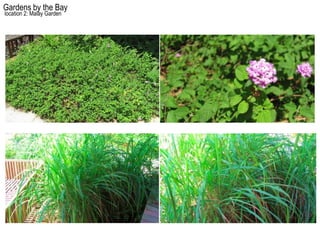 Gardens by the Bay
location 2: Malay Garden
 