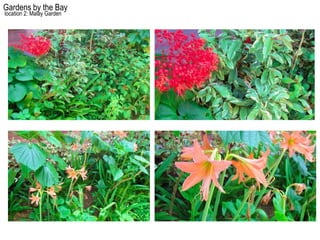 Gardens by the Bay
location 2: Malay Garden
 