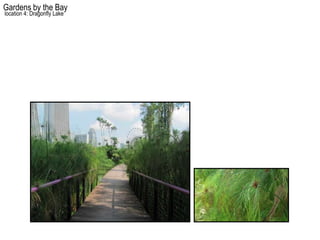 Gardens by the Bay
location 4: Dragonfly Lake
 