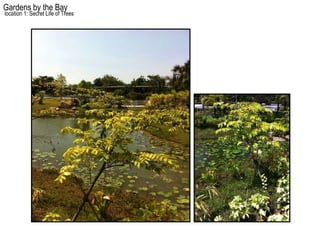 Gardens by the Bay
location 1: Secret Life of Trees
 