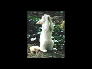 Ct halo sign (part 1)