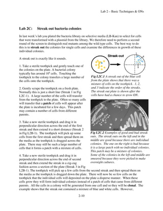 Lab 2 – Basic Techniques & ONs




Lab 2C:       Streak out bacteria colonies

In last week’s lab you plated the bacteria library on selective media (LB-Kan) to select for cells
that were transformed with a plasmid from the library. We therefore need to perform a second
round of the screen to distinguish real mutants among the wild type cells. The best way to do
this is to streak out the colonies for single cells and examine the differences in growth of these
individual colonies.

A streak out is exactly like it sounds.

1. Take a sterile toothpick and gently touch one of
the colonies on the plate. A bacterial colony
typically has around 106 cells. Touching the
toothpick to the colony transfers a large number of      Fig L2C.1 A streak out of the blue cell
the cells onto the toothpick.                            from the plate shows that there was a
                                                         mixture of cells on the toothpick. 1, 2,
2. Gently scrape the toothpick on a fresh plate.         and 3 indicate the order of the streaks.
Normally this is just a short line (Streak 1 in Fig      The streak out plate is shown after the
L2C-1). A large number of the cells will transfer        cells have had a chance to grow ON.
from the toothpick to the plate. Often so many cells
will transfer that a patch of cells will appear after
the plate is incubated for a few days. This patch
may contain a number of cells from different
parents.

3. Take a new sterile toothpick and drag it in
perpendicular direction across the end of the first
streak and then extend it a short distance (Streak 2
in Fig L2B-1). The toothpick will pick up some           Fig L2C.2 Examples of good and bad streak
cells from the first streak and then spread them on      outs. The streak outs on the left and in the
the media as the toothpick is dragged across the         middle are good because there are individual
plate. There may still be such a large number of         colonies. The one on the right is bad because
cells that it forms a patch with a mixture of cells.     it is a large patch with no individual colonies.
                                                         This patch may be a mixture of colonies.
4. Take a new sterile toothpick and drag it in           Some of the colonies in the left and middle are
perpendicular direction across the end of second         smeared because they were picked to make
streak and then extend the streak in a zig-zag           overnight cultures.
fashion across a section of the plate (Streak 3 in Fig
L2B-1). The toothpick will pick up a few cells from the second streak and then spread them on
the media as the toothpick is dragged down the plate. There will now be so few cells on the
toothpick that the individual cells will deposited on the plate a disperse manner. When these
cells grow they will form individual colonies instead of a patch of cells that came from different
parents. All the cells in a colony will be generated from one cell and so they will be clonal. The
example shows that the streak out contained a mixture of blue and white cells. However,

                                               2-10
 